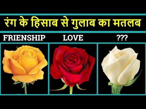 वीडियो: गुलाब के रंग का क्या अर्थ है: पीला, लाल, सफेद