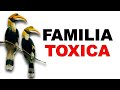 Calaos: Una FAMILIA 🧪 TOXICA y en PELIGRO de EXTINCIÓN - Animales Salvajes