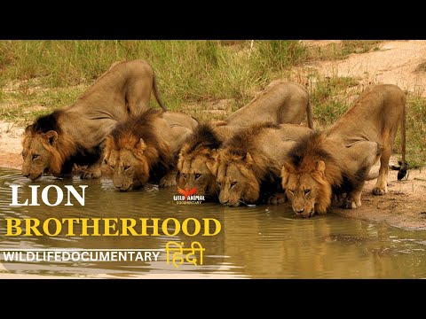LION BROTHERHOOD Wild Africa ह न द ड क य म ट र Life In The Jungle Full Documentary