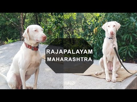 Rajapalayam dog in Maharashtra