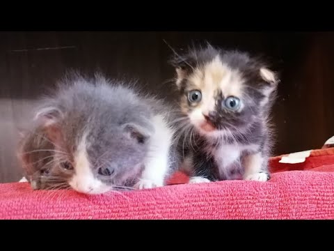 Видео: Котята подросли и познают мир. Kittens have grown up and know the world.