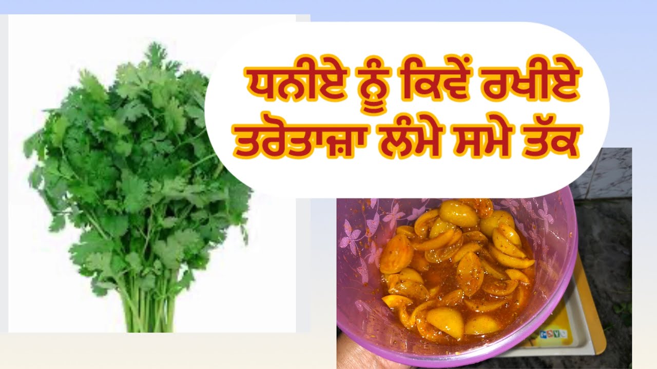 ਧਨੀਏ ਨੂੰ ਹਰਾ ਭਰਿਆ ਰੱਖੋ ਮਹੀਨੇ ਤੱਕ ਸਿਰਫ ਇੱਕ ਚੀਜ਼ ਨਾਲ