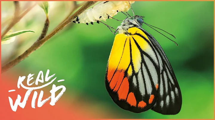 The Fascinating Lives Of Butterflies | Messengers Of The Gods | Real Wild - DayDayNews