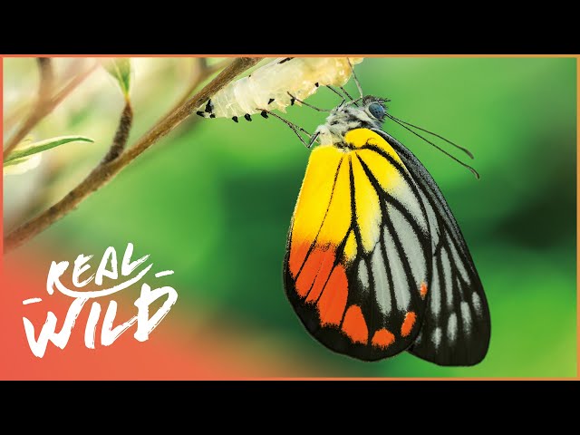 The Fascinating Lives Of Butterflies | Messengers Of The Gods | Real Wild class=