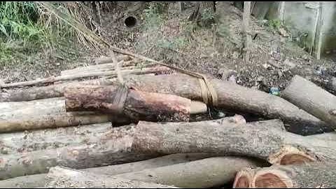 Cần cẩu UNIC V330 turbo, khi cẩu cây xa như thế nào.