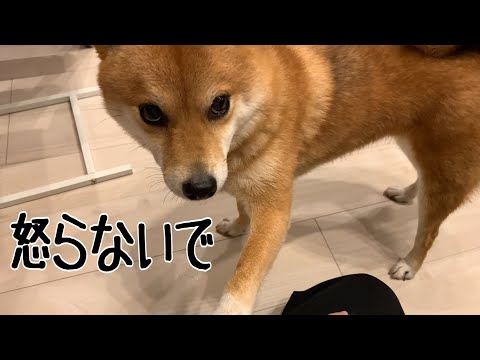 2歳娘を叱ったら柴犬が止めに来た｜犬と子供のvlog