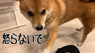 2歳娘を叱ったら柴犬が止めに来た｜犬と子供のvlog