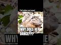 WHY does he DANCE? #birds #snipe #timberdoodle #nyc #bryantpark #birds #birding #original #dance