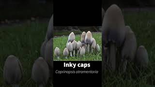 The Common Inky Cap