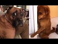 Guilty dog face reaction  funniest guilty dogs compilation