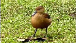 Lesser Whistling Duck (Dendrocygna javanica)-Singapore