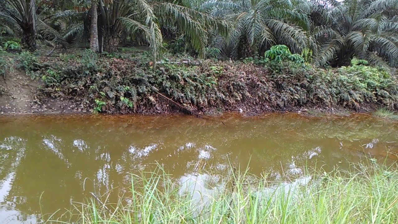 Mancing ikan haruan(Parit Sairing)