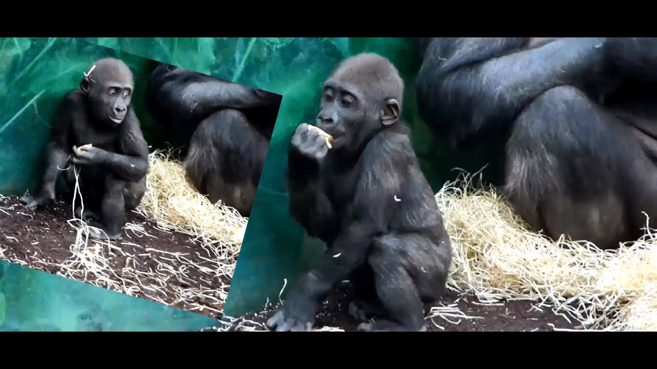 tierpark o zoo berlino Baby Gorilla Nafi lustig Hellabrunn Tierpark München Zoo