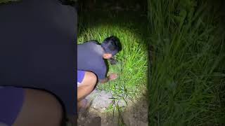 Ngebolang Malam Hari Dapat Ayam Hutan Lagi Mau Bertelur