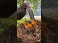 Why This Bird Feeding Its Babies Is So Disturbing #shorts