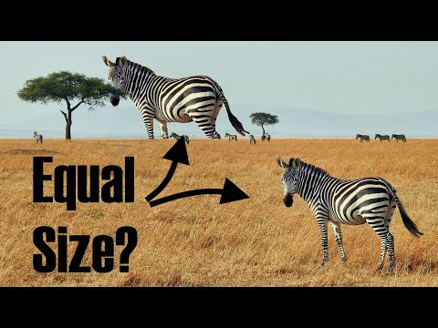 Video: ¿Por qué la ilusión ponzo se considera antinatural?