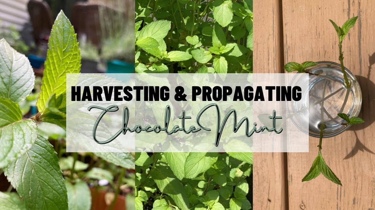 Master the Art of Growing Chocolate Mint Herb: Expert Tips 