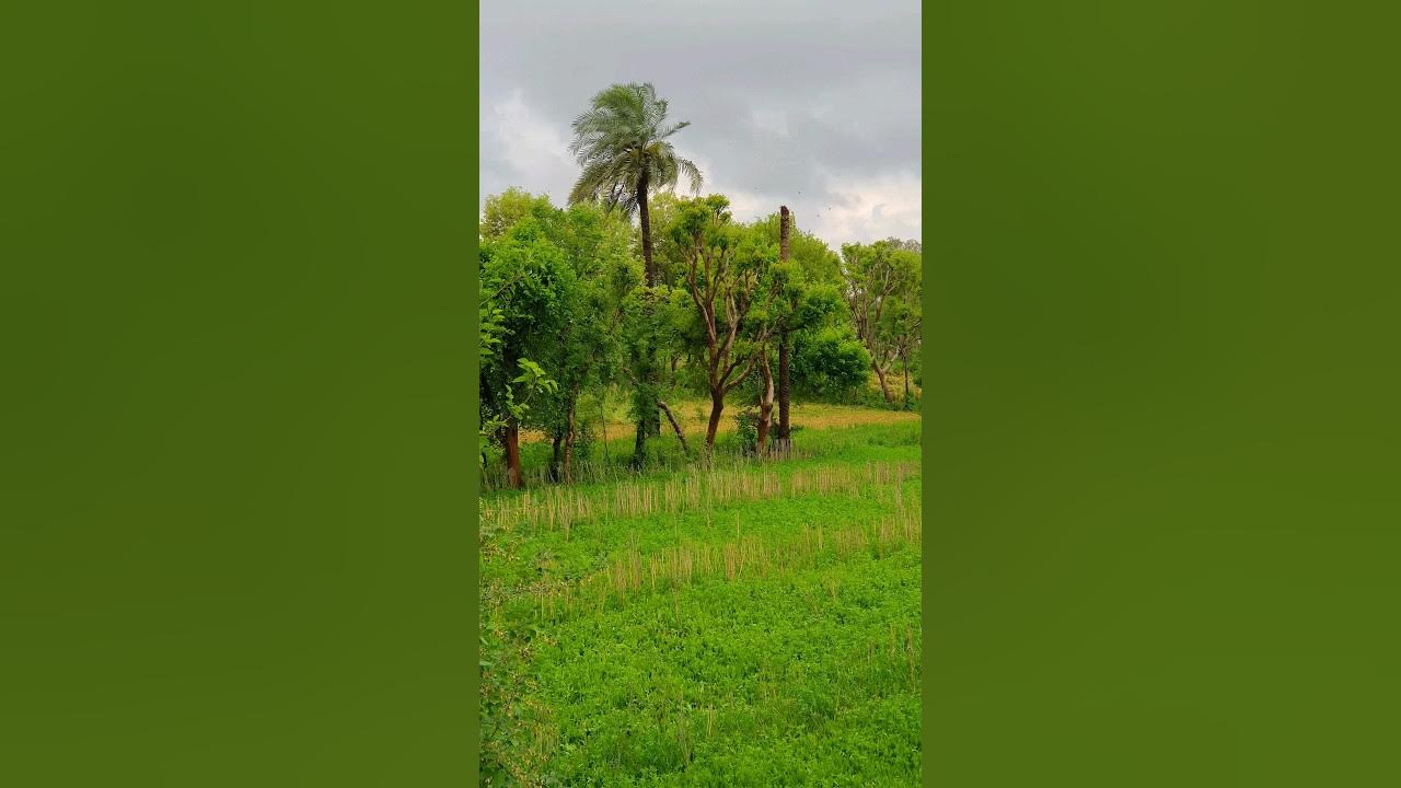 Village Life Episode 03 Amazing Scene After Rain YouTube village-life-episode-03-amazing-scene-after-rain-youtube