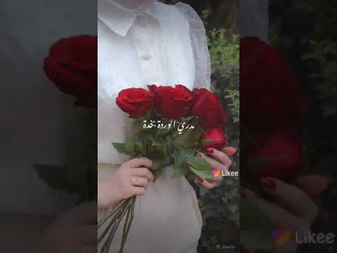 ورد شايل ورده