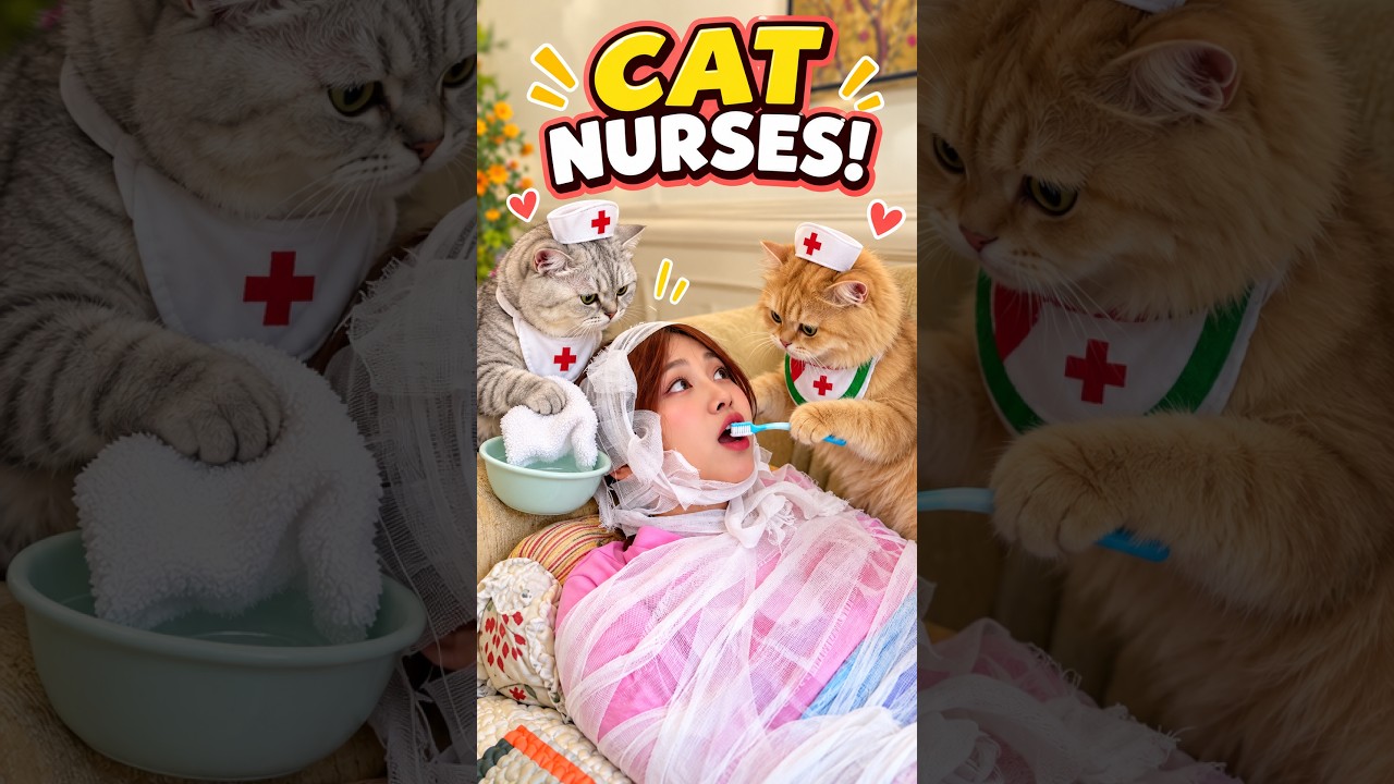 She Couldn’t Get Up… So Her Cats Became Her Nurses! 😻 #exlittlebeans #funnyshorts #cat