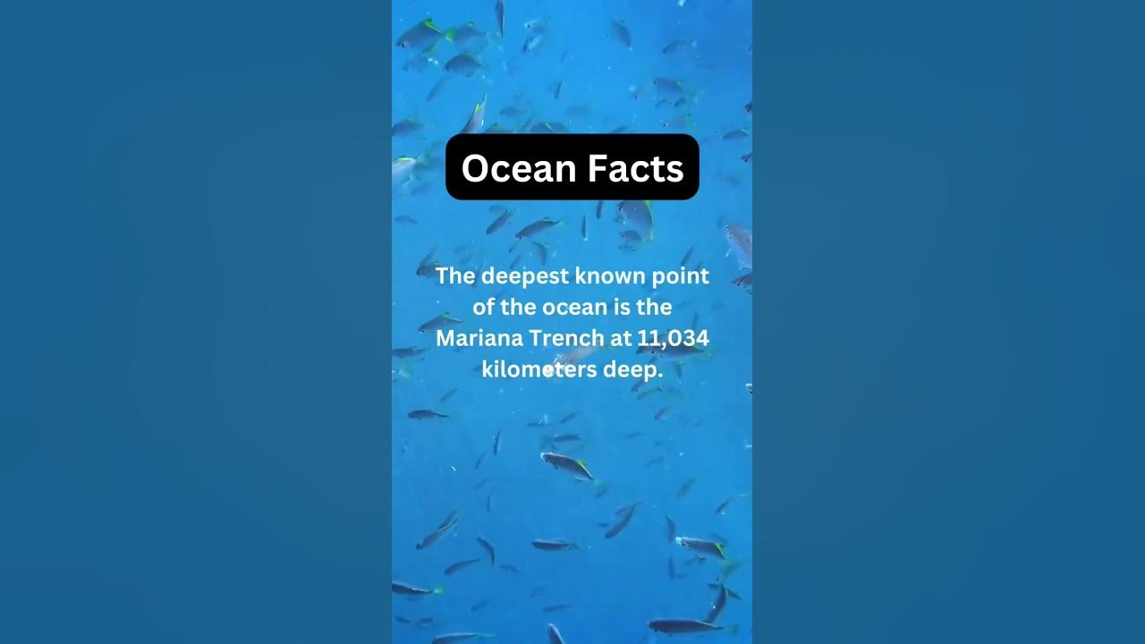 ocean-facts-did-you-know-ocean-oceanfacts-foryoupage-foryou-fyp