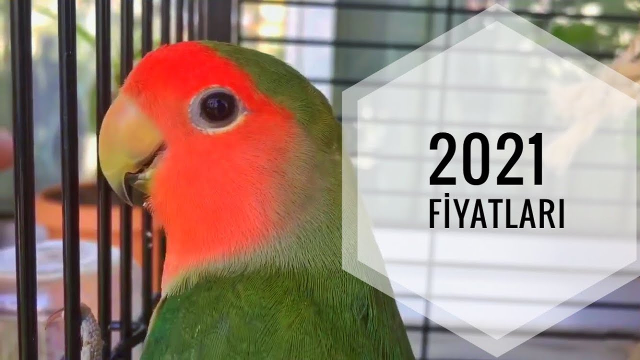 2021 senegal papagani fiyatlari youtube
