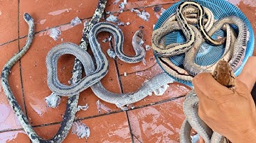 Rắn Hổ Trâu Nấu Món Dân Dã Cực Ngon | Lối Về Làng TV!