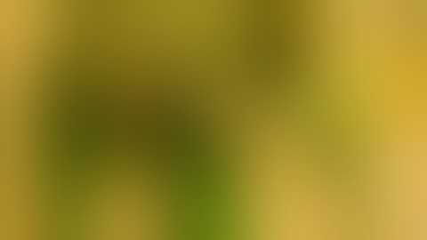 Understanding Cannabinoids: Your Complete Cannabis Guide / Samantha Miller / Green Flower