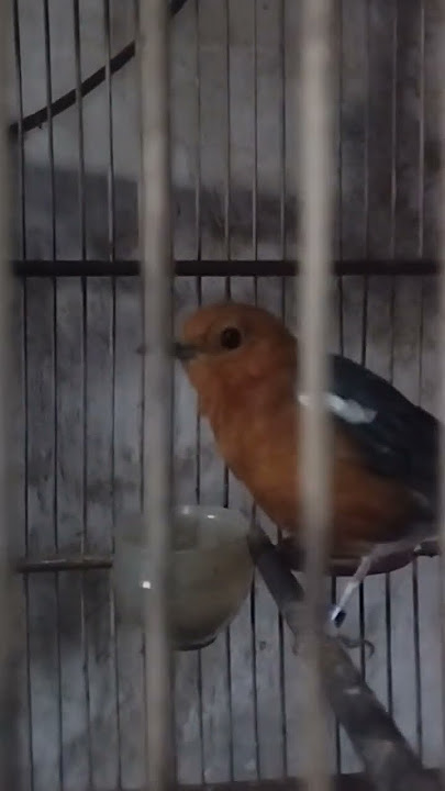 suara anis merah betina memanggil jantan