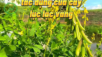 Tác dụng trị bệnh của lục lạc vàng