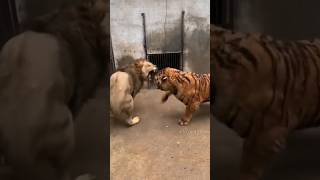 Tiger किन - किन जानवरों को मार सकता हैं ?? By info fact News