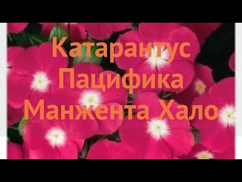 Видео: Катарантус 