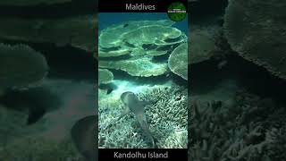 SHARK ON BEAUTIFUL CORAL REEF IN MALDIVES #shark #maldives #underwater #blacktipshark #indianocean