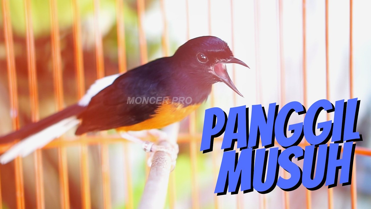 PANCINGAN MURAI BATU GACOR SIANG HARI AMPUH bikin EMOSI MURAI MACET AUTO IKUT BUNYI #57