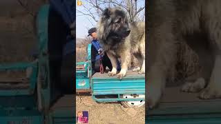 Калонтарин Саг🐶