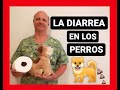 La diarrea en los perros.