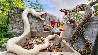 Famous Brave Expert Rescues Young Girl from Giant White Python in Abandoned House. Net Worth