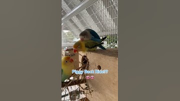 African Lovebirds (Agapornis): Bird Piggy Back Ride!?!?!!??!!! 🦜🦜🦜🐽🐽🐽