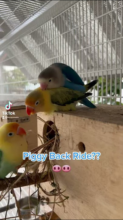 African Lovebirds (Agapornis): Bird Piggy Back Ride!?!?!!??!!! 🦜🦜🦜🐽🐽🐽