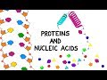 Exploring Proteins And Nucleic Acids In Molecular Biology