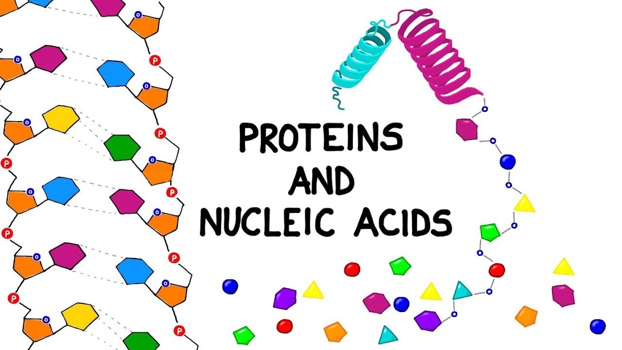 nucleic acid