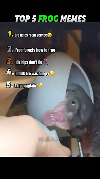 Top 5 Frog Memes! 🐸