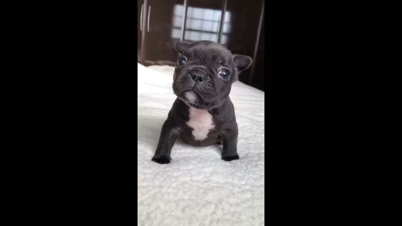 Puppy Sound Shorts Dog