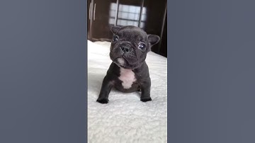 Thumbnail of Puppy sound #shorts #puppy #dog