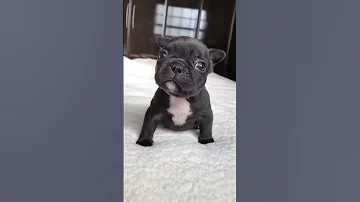 Puppy Sound Shorts Puppy Dog 