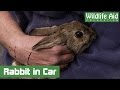 Scared Bunny Rabbit Trapped in Car Engine for Hours