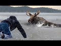 От этого видео замирает сердце. Спасение диких животных из ледяной ловушки.