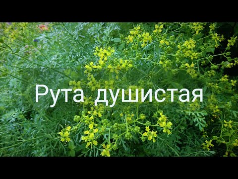 Видео: Рута graveolens работи ли?