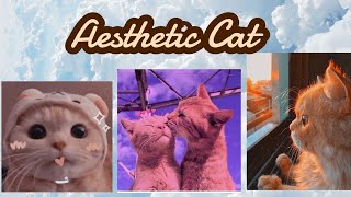 Kumpulan Foto Kucing Aesthetic