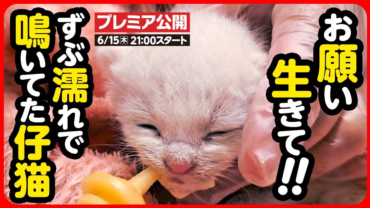 【子猫 保護】雨に濡れ、低体温で動かない子猫を緊急保護しました